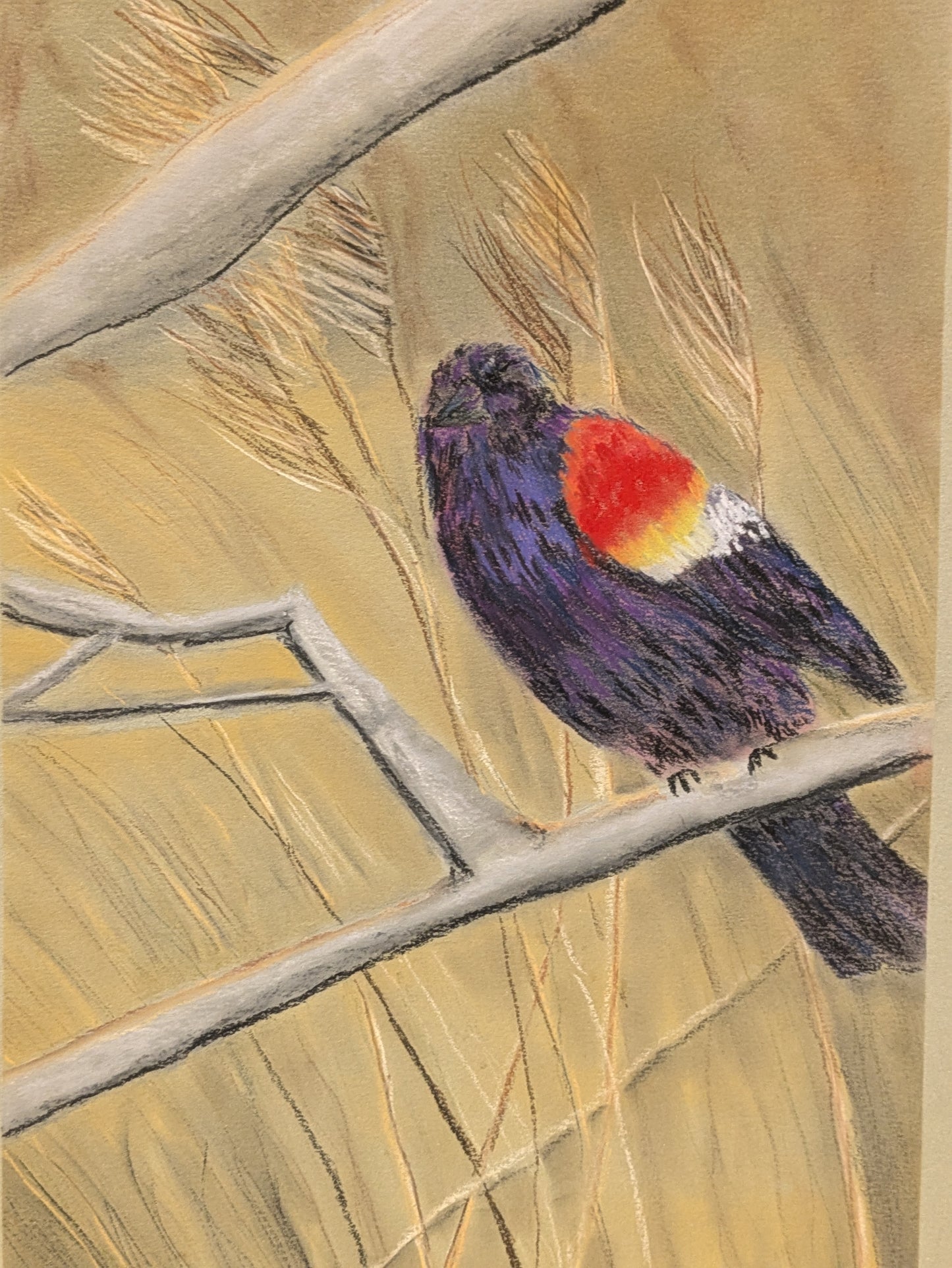 Red Wing Blackbird