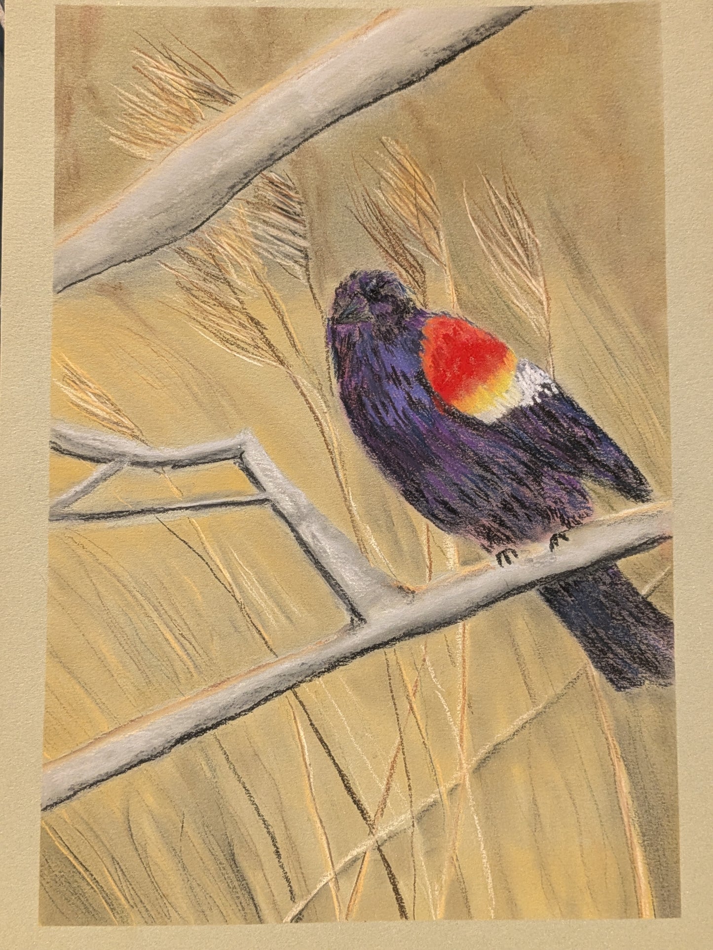 Red Wing Blackbird