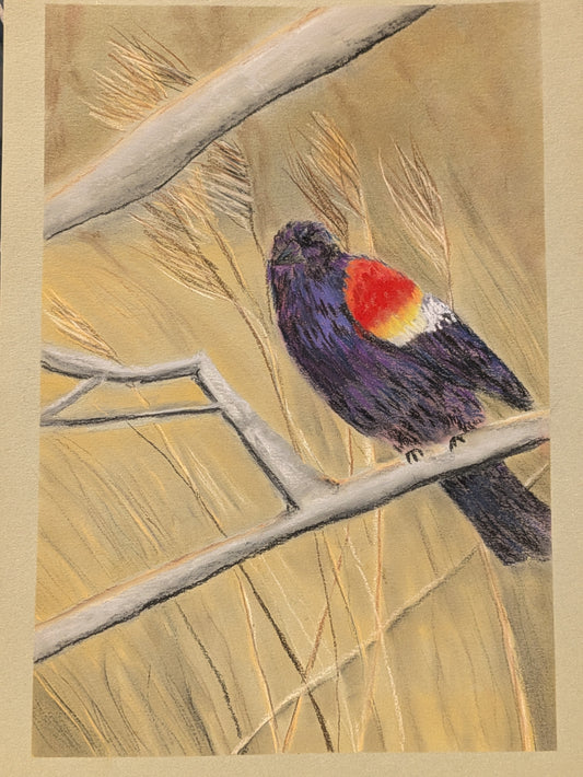 Red Wing Blackbird